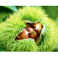 Chinese New Crop Fresh Chestnut with Wholesale Price